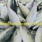 Ikan Kembung Sumber Omega-3